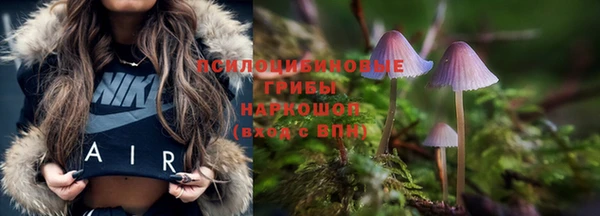 индика Бородино